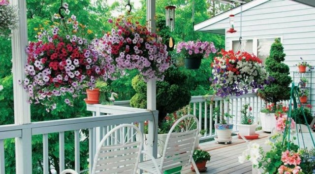 garden balcony arrangement flowers flower pots petunias