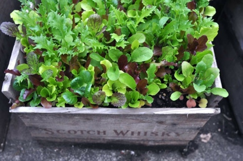 pot plant crate wood salad