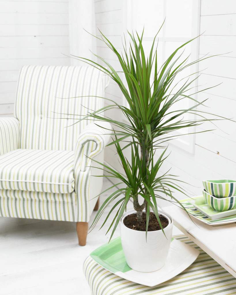 dracaena marginata plant indoor plant easy apartment