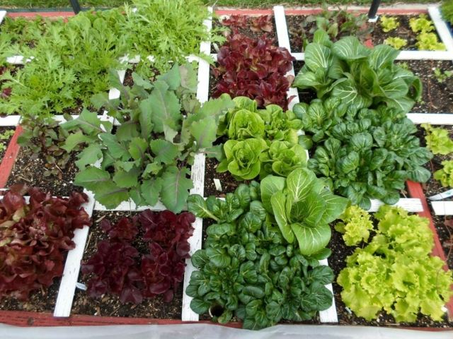 vegetable garden favors biodiversity