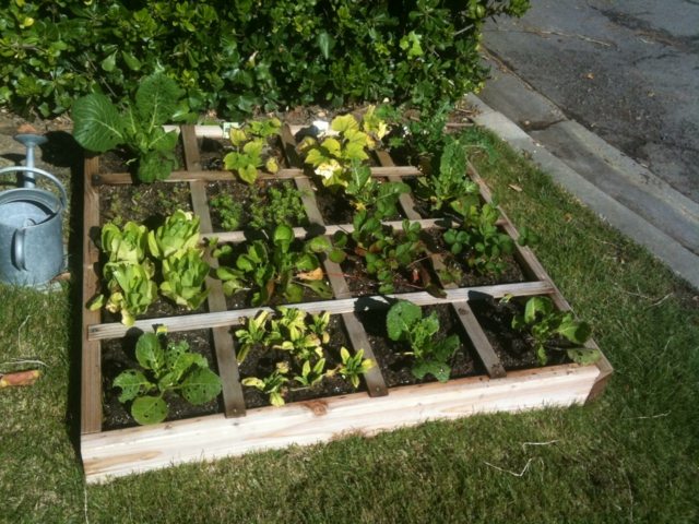 low square vegetable garden