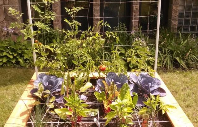 vegetable garden square tomatoes