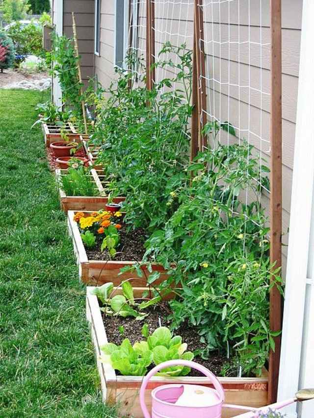 vegetable garden square guardian tomatoes