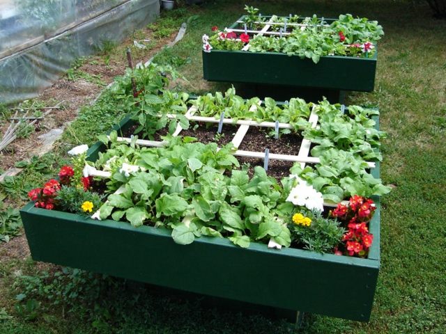 vegetable garden in green painted square