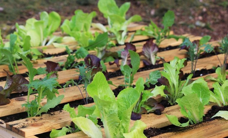 vegetable garden in height pallet wood