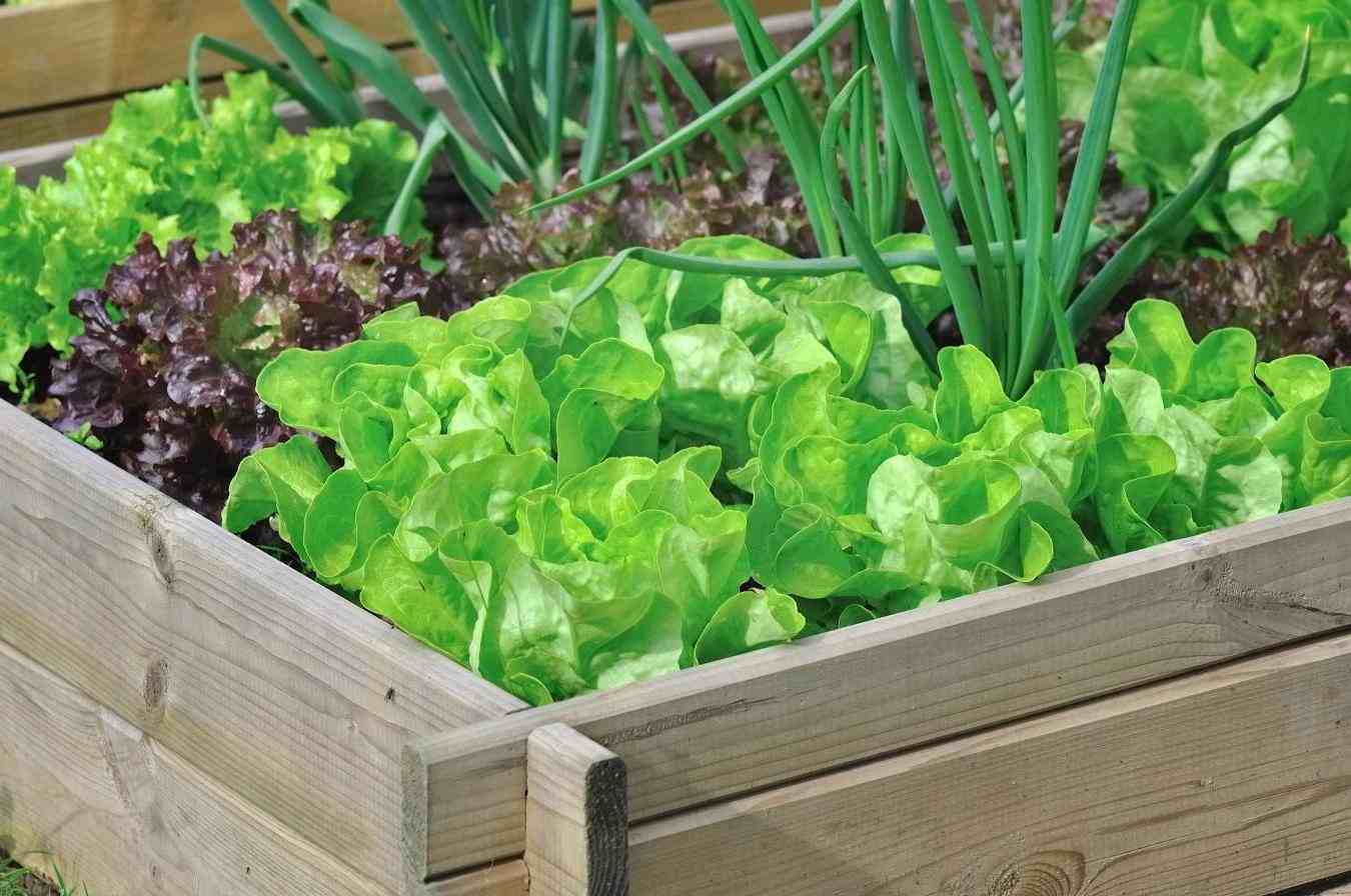 vegetable garden on balcony salads idea outdoor vegetables