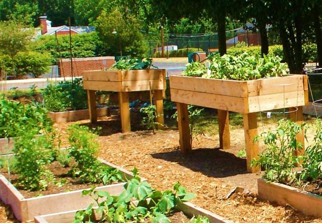 vegetable garden on handmade untreated wood