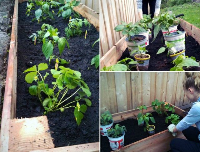 home-made vegetable garden untreated wood