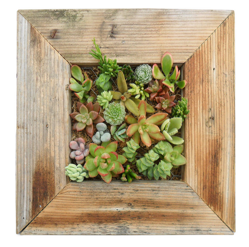 succulent wood frame idea wall vertical plant original