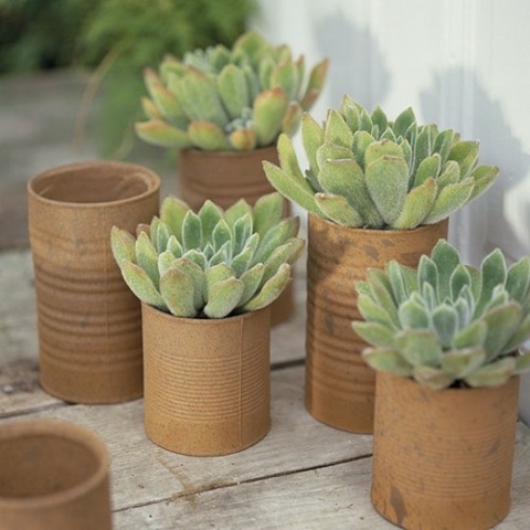 succulent flower pots