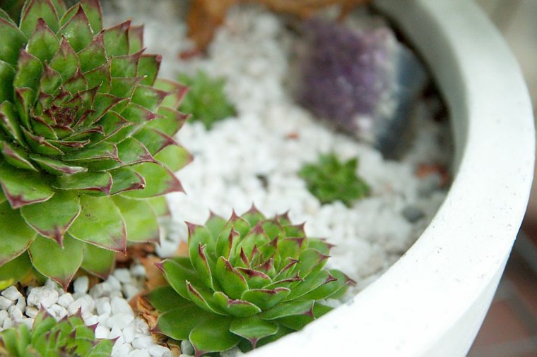 sempervivum shoots