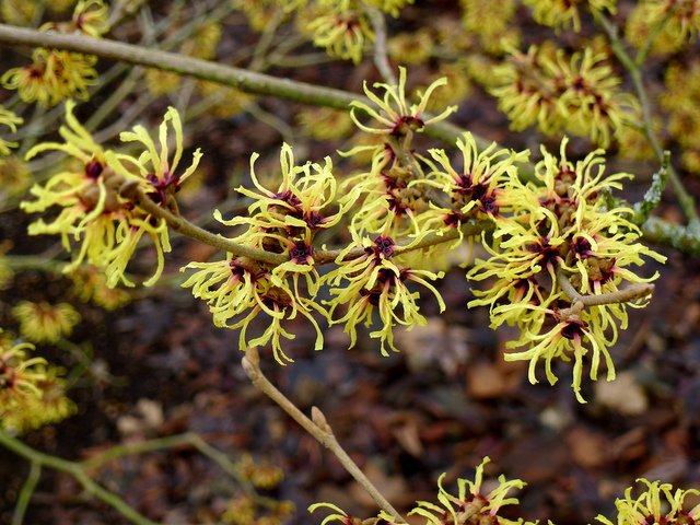 yellow shrub flowers garden hedge wood