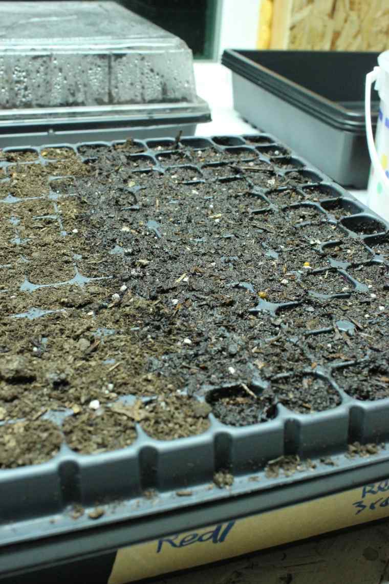 idea small greenhouse tomatoes seedling