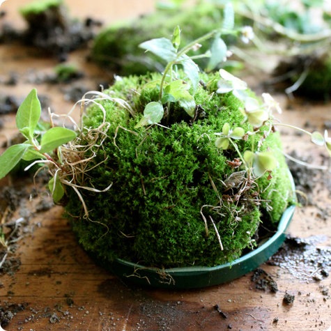 container jar lid with plant