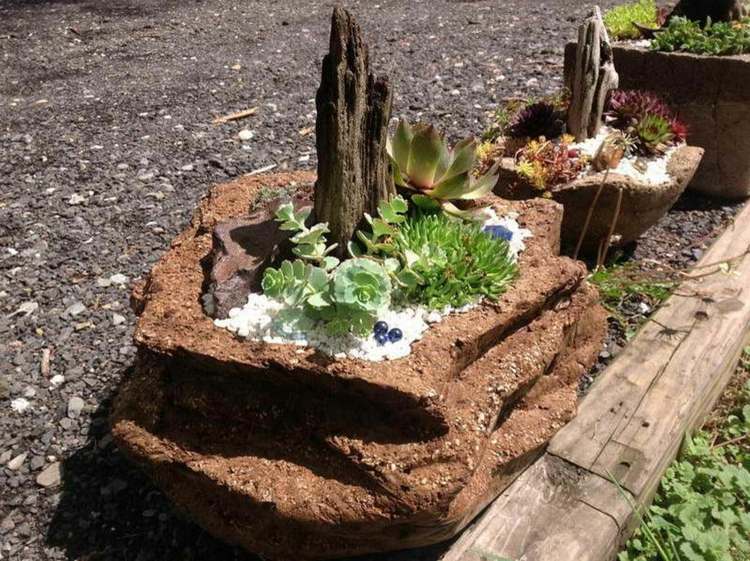 garden rock succulent plants