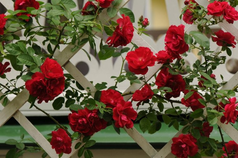 plant a climbing rose breeze view