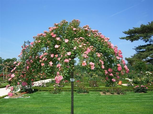 rose pretty idea weeping trees garden evergreen tree