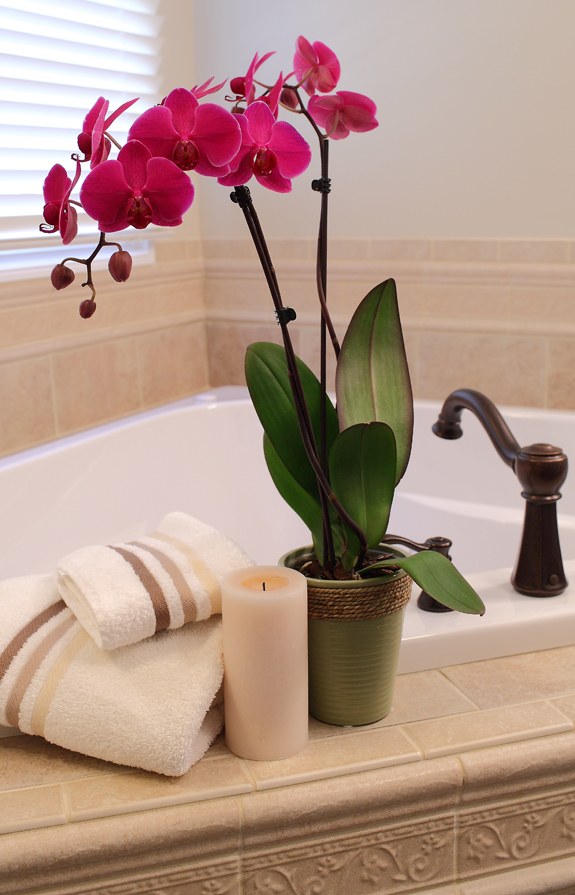 bath room orchidee ros dark