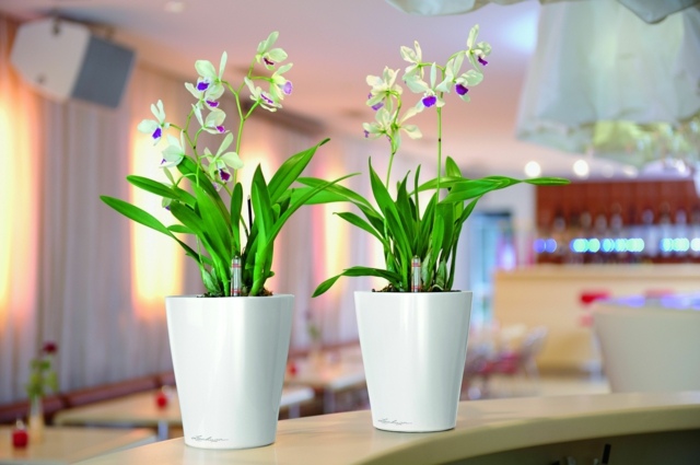 dining room pots flowers orchids cheap