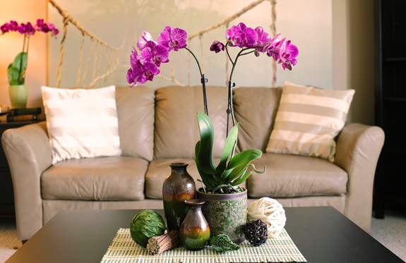 living room canape beige orchidee violet