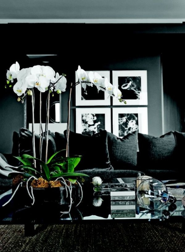 living room plant orchidee harmonizes set decor former