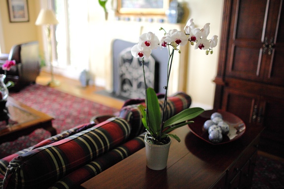 red living room decorated white orchidee