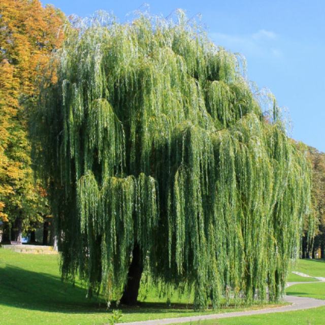 weeping willow green aesthetic idea garden layout