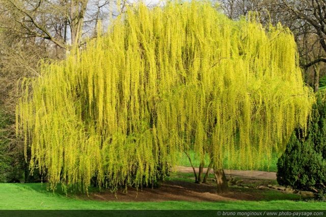 idea landscaping garden weeping willow yellow decorative aesthetic romantic