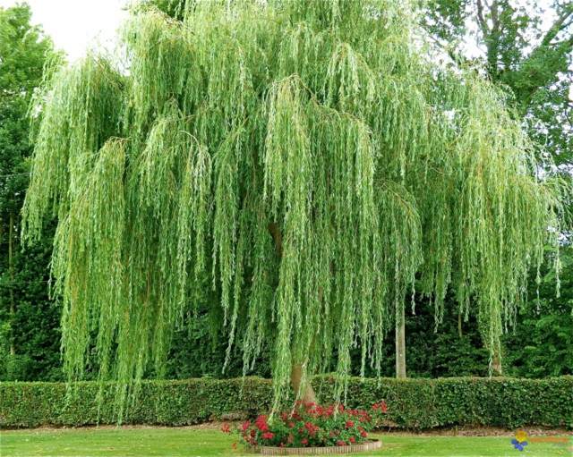 willow green deco garden price weeping trees evergreen tree