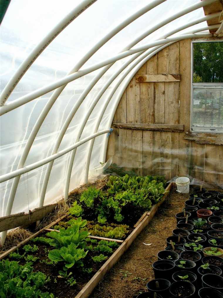 indoor greenhouse garden diy idea plant