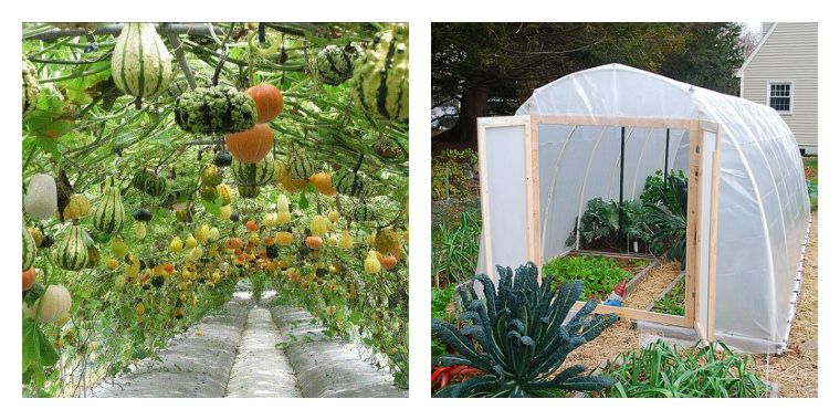 greenhouse garden tunnel