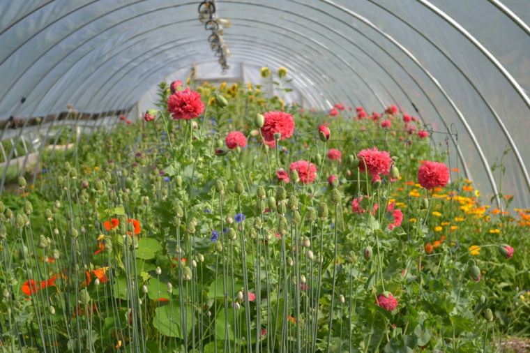 orangery tunnel tent for plants