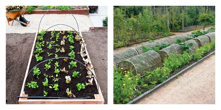 tunnel garden greenhouses with vegetables flowers