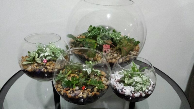 set tumbuhan kaca terrariums