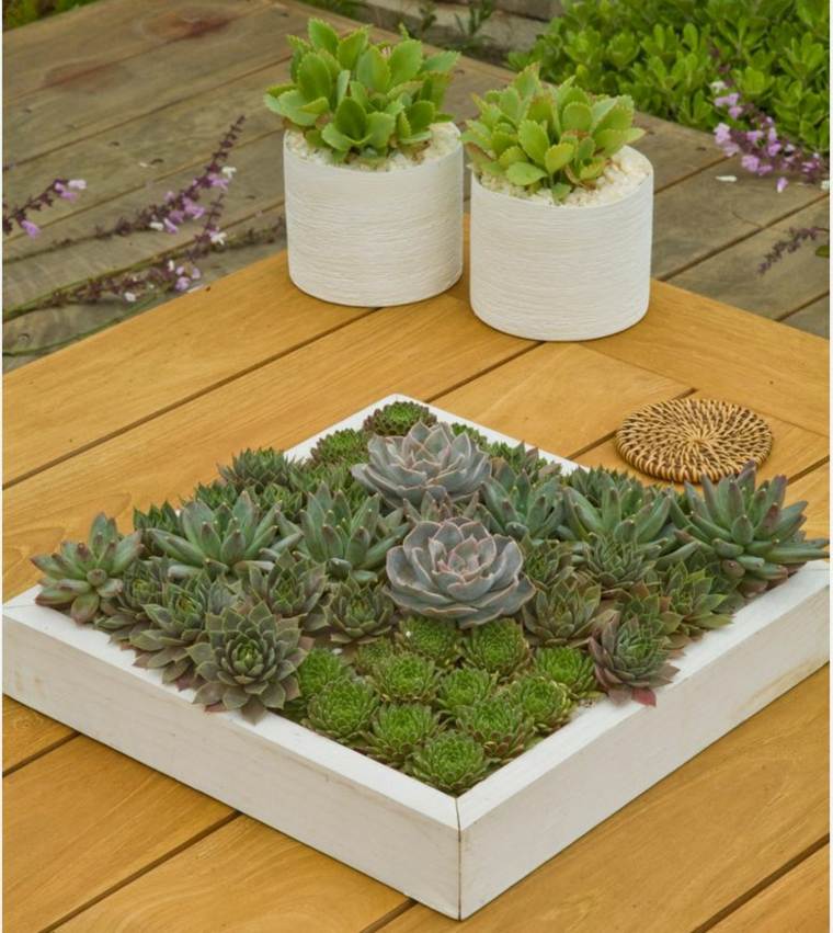 succulent pot of greasy plant decoration table