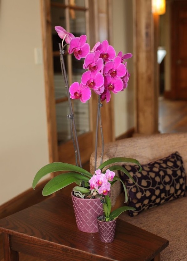 coffee table decoration large small orchids