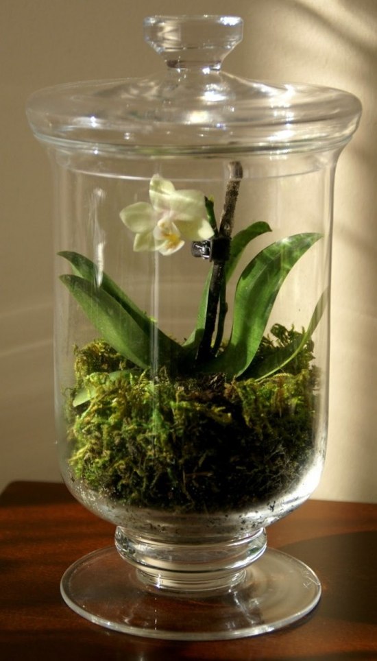 pendaratan jarum terrarium narcissus