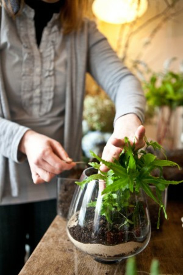 terrarium senterbord planting grønn opplæring