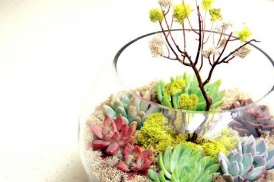 terrarium farger våren