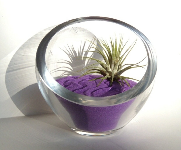 moderne terrarium glas hus fedtet plante