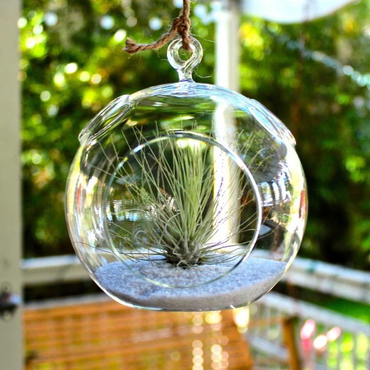 tumbuhan terrarium tumbuhan rumah deco