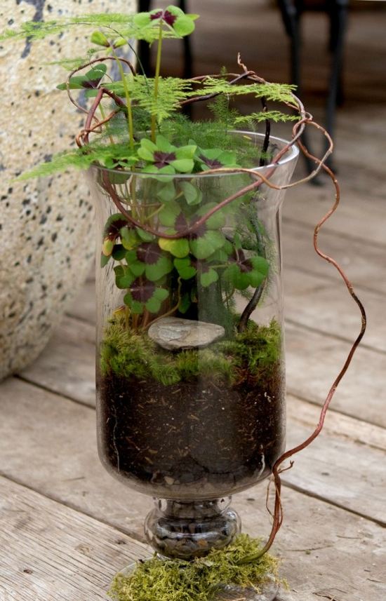 spring foot basin terrarium