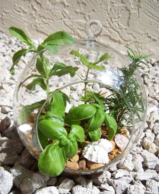 terrarium spring basil