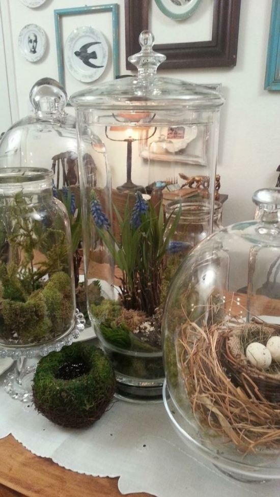 spring terrarium jars different shapes