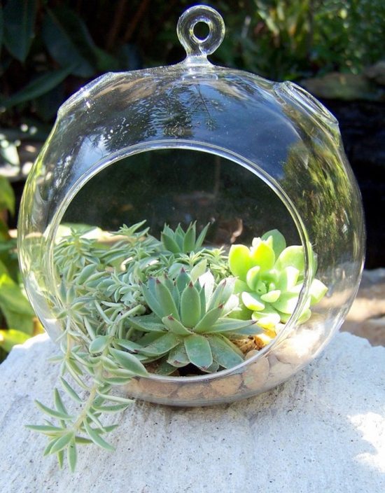 spring terrarium succulent plant