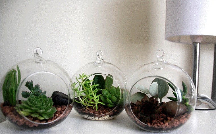 krukker terrarium med planter