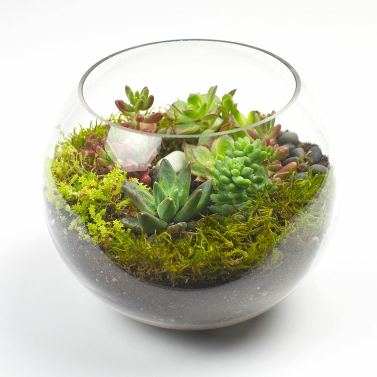 ideas decorate indoor succulent plants terrariums