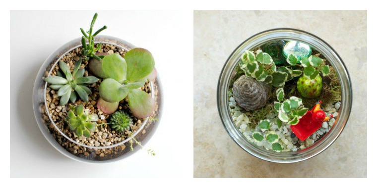 create terrariums jar ideas