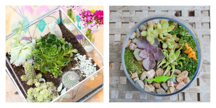 to make terrariums at home living plants