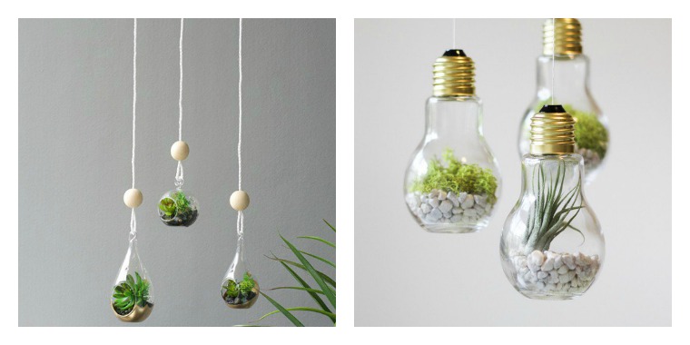 small terrarium glass ampoules